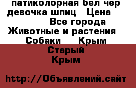 патиколорная бел/чер девочка шпиц › Цена ­ 15 000 - Все города Животные и растения » Собаки   . Крым,Старый Крым